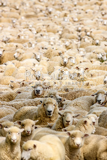 Sheep, ewes and lambs mustered together in race way during muster. Flock of sheep, New Zealand (NZ)