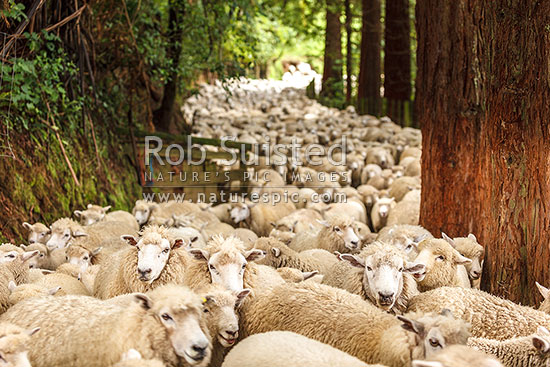 Flock of sheep being mustered through trees. Ewes with lambs at foot, heading for stock yards, New Zealand (NZ)