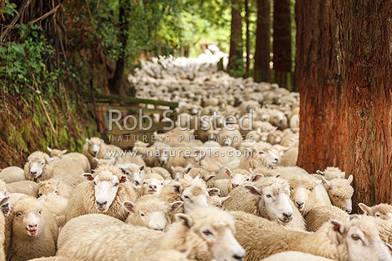 Flock of sheep being mustered through trees. Ewes with lambs at foot, heading for stock yards, New Zealand (NZ)