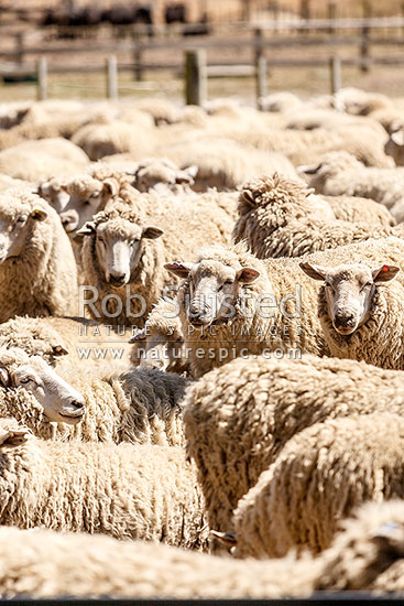 Sheep in dusty dry stock yards, New Zealand (NZ)