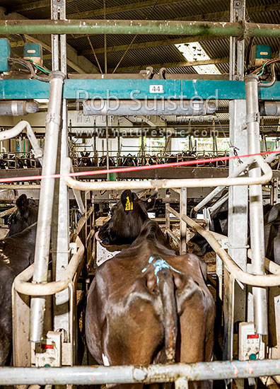 Dairy cows being milked in rotary milking shed, while being fed a supplimentary feed, New Zealand (NZ)