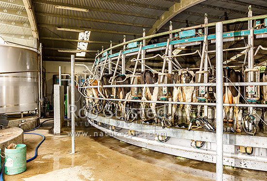 Dairy cows in milking shed on rotary milking platform towards the end of the milking cycle as milking cups are automatically removed, New Zealand (NZ)