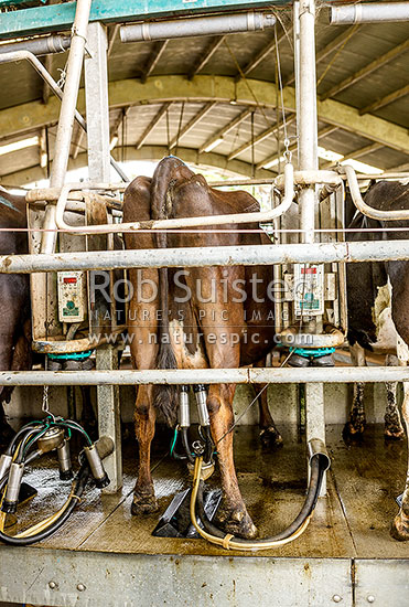 Milking dairy cows on a rotary milking cowshed, New Zealand (NZ)