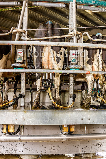 Dairy cows milking in rotary dairy shed, New Zealand (NZ)