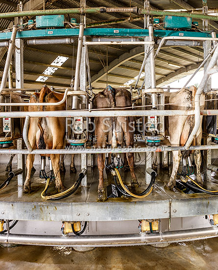 Dairy cows milking in rotary dairy shed, New Zealand (NZ)