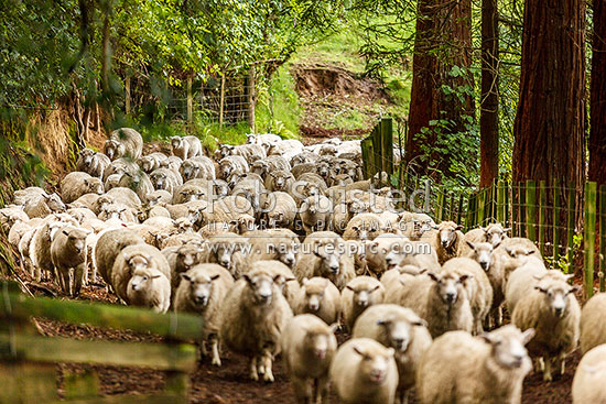 Sheep being mustered through trees in flock, New Zealand (NZ)