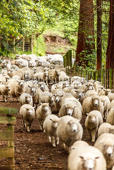 Sheep being mustered through trees in flock, New Zealand (NZ)