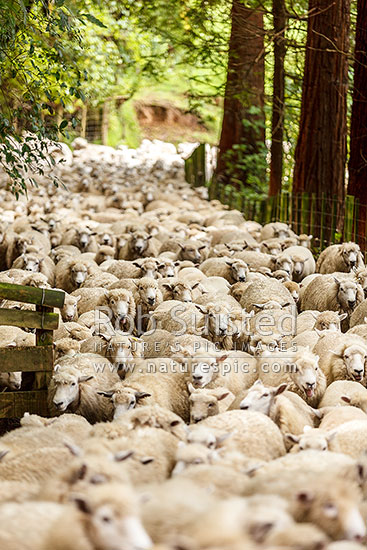 Flock of sheep being mustered through trees, New Zealand (NZ)