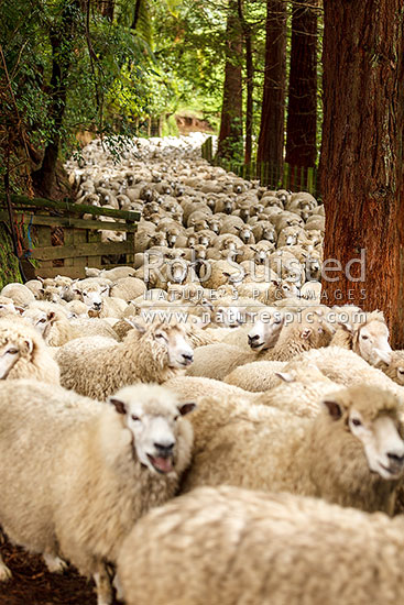 Flock of sheep, ewes and lambs, being mustered through trees, New Zealand (NZ)