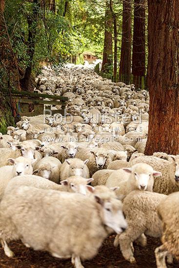 Flock of sheep, ewes and lambs, being mustered through trees, New Zealand (NZ)