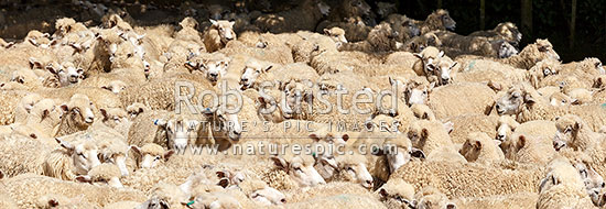 Sheep flock of ewes and lambs being mustered into stockyards. Panorama, New Zealand (NZ)