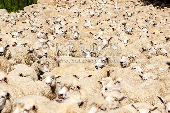 Sheep flock of ewes and lambs tightly held in stockyard prior to shearing, New Zealand (NZ)