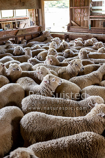 Sheep lambs in woolshed awaiting sale. Summer fat lambs, New Zealand (NZ)