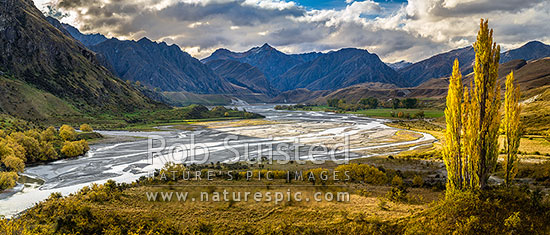 Shotover River passing The Branches Station flats. Braided river flats and autumn coloured poplar trees. Panorama, Branches Station, Shotover Valley, Queenstown Lakes District, Otago Region, New Zealand (NZ)