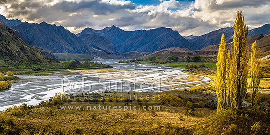 Shotover River passing The Branches Station flats. Braided river flats and autumn coloured poplar trees. Panorama, Branches Station, Shotover Valley, Queenstown Lakes District, Otago Region, New Zealand (NZ)