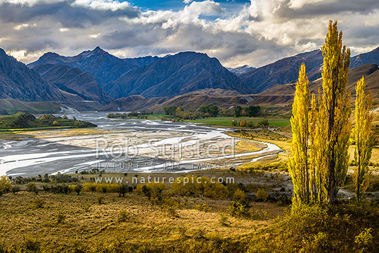 Shotover River passing The Branches Station flats. Braided river flats and autumn coloured poplar trees, Branches Station, Shotover Valley, Queenstown Lakes District, Otago Region, New Zealand (NZ)