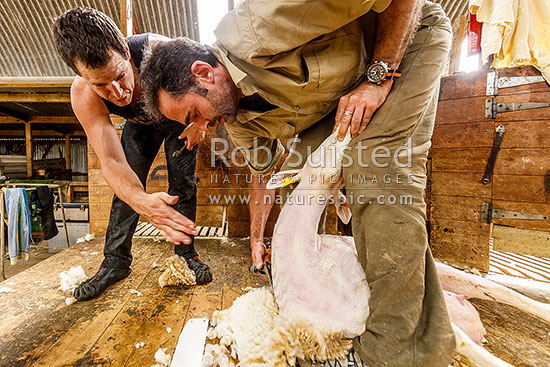 Learning to shear sheep. Rob Suisted being taught to shear by world record holding shearer Sam Welch, while filming Country Calendar book, New Zealand (NZ)