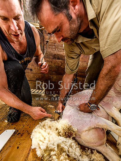 Learning to shear sheep. Rob Suisted being taught to shear by world record holding shearer Sam Welch, while filming Country Calendar book, New Zealand (NZ)