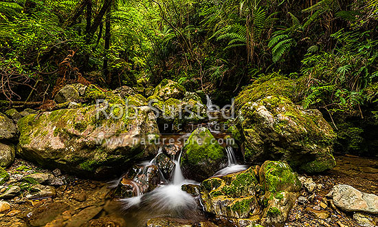 Remutaka (Rimutaka) Forest side creek. Little Huia Creek in lush native forest. Panorama, Remutaka Range, Wainuiomata, Hutt City District, Wellington Region, New Zealand (NZ)