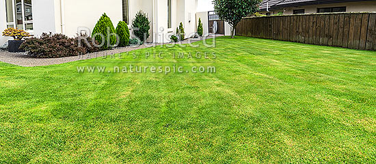 Lawn, well manicured grass lawn in urban setting beside house and garden. Freshing mowed with lawnmower. Panorama, New Zealand (NZ)