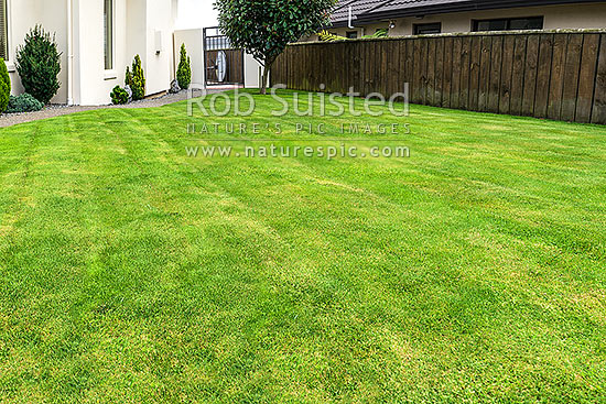 Lawn, well manicured grass lawn in urban setting beside house and garden. Freshing mowed with lawnmower, New Zealand (NZ)