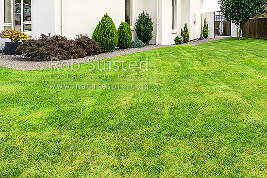 Lawn, well manicured grass lawn in urban setting beside house and garden. Freshing mowed with lawnmower, New Zealand (NZ)