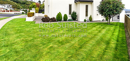 Lawn, well manicured grass lawn in urban setting beside house and garden. Freshing mowed with lawnmower. Panorama, New Zealand (NZ)