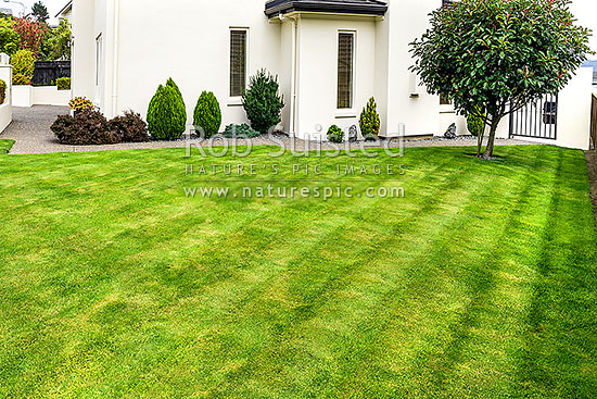 Lawn, well manicured grass lawn in urban setting beside house and garden. Freshing mowed with lawnmower, New Zealand (NZ)