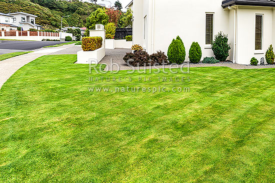 Lawn, well manicured grass lawn in urban setting beside house and garden. Freshing mowed with lawnmower, New Zealand (NZ)