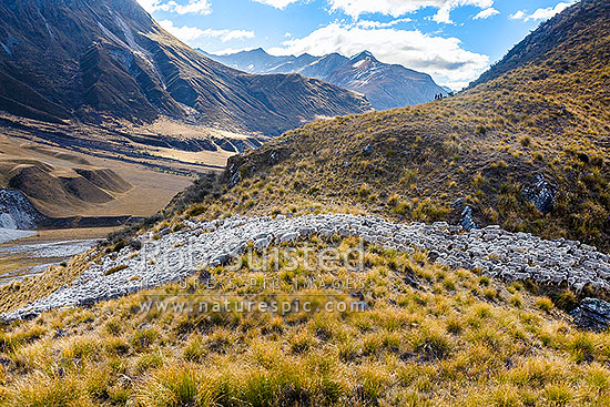 Merino sheep autumn muster, with shepherds and their dogs working the sheep flock through tussock down to lower winter pastures, Shotover River Valley, Queenstown Lakes District, Otago Region, New Zealand (NZ)