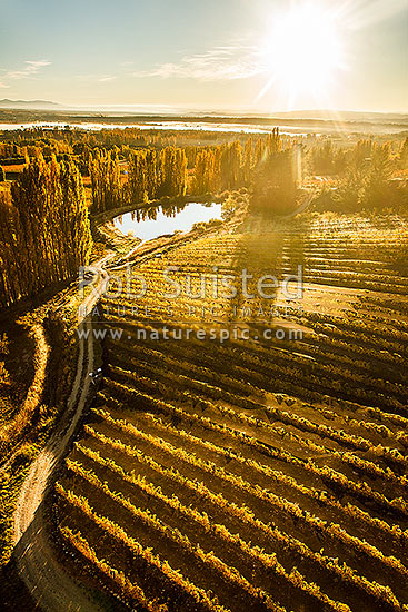 Hinton's stonefruit orchards and vineyards in Central Otago, in autumn colours at Blackmans. Aerial view, Earnscleugh, Alexandra, Central Otago District, Otago Region, New Zealand (NZ)