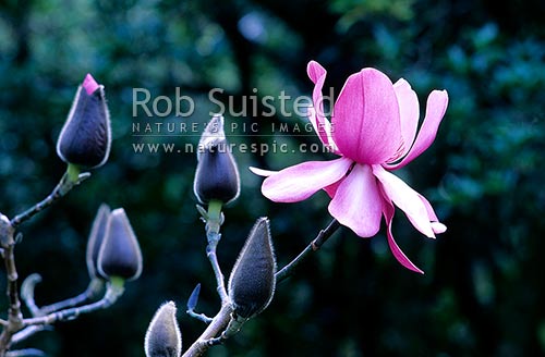 Magnolia flower, New Zealand (NZ)