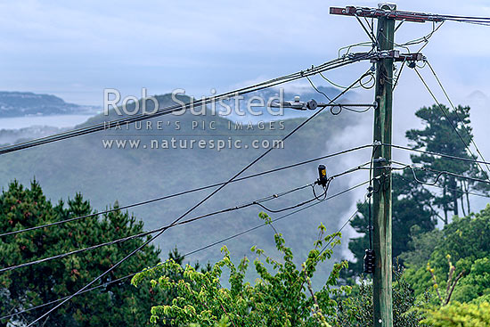 Power pole with electricity power wires and broadband communications cables, New Zealand (NZ)