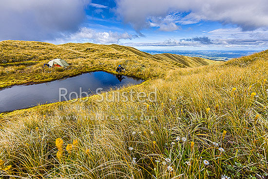 Ruahine Ranges alpine camping amongst tussocks and alpine flowers. Tramper collecting water from alpine tarn. Summer flowering Bulbinella and Celmisia, Ruahine Forest Park, New Zealand (NZ)