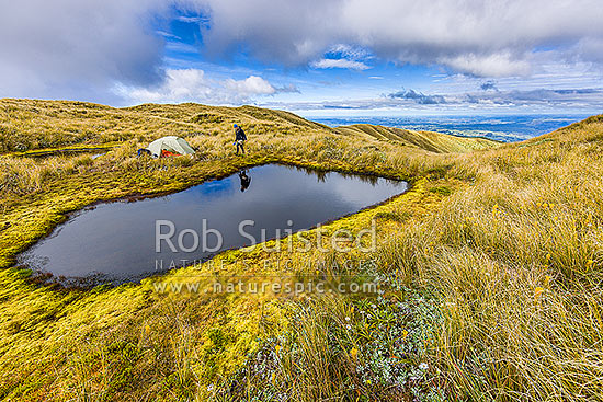 Ruahine Ranges alpine camping amongst tussocks and alpine flowers. Tramper collecting water from alpine tarn. Summer flowering Bulbinella and Celmisia, Ruahine Forest Park, New Zealand (NZ)