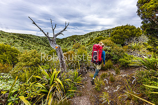 Tramper in the Ruahine Ranges, on Deadmans Track, Whanahuia Range. Bushline track through sub-apline scrub. Hiking, Ruahine Forest Park, Manawatu District, Manawatu-Wanganui Region, New Zealand (NZ)