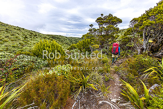 Tramper in the Ruahine Ranges, on Deadmans Track, Whanahuia Range. Bushline track through sub-apline scrub. Hiking, Ruahine Forest Park, Manawatu District, Manawatu-Wanganui Region, New Zealand (NZ)