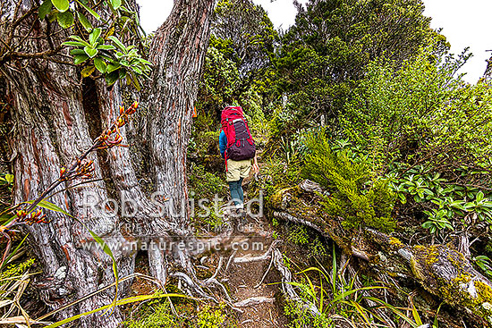 Tramper in the western Ruahine Ranges, on Deadmans Track, Whanahuia Range. Bushline track through sub-apline scrub and cedar tree forest. Hiking, Ruahine Forest Park, Manawatu District, Manawatu-Wanganui Region, New Zealand (NZ)