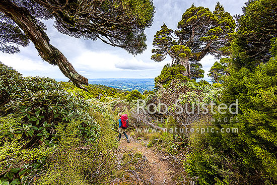 Tramper in the western Ruahine Ranges, on Deadmans Track, Whanahuia Range. Bushline track through sub-apline scrub, leatherwood and cedar kaikawaka (Libocedrus bidwillii) forest. Hiking, Ruahine Forest Park, Manawatu District, Manawatu-Wanganui Region, New Zealand (NZ)