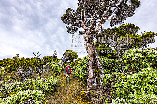 Tramper in the western Ruahine Ranges, on Deadmans Track, Whanahuia Range. Bushline track through sub-apline scrub, leatherwood and cedar kaikawaka (Libocedrus bidwillii) forest. Hiking, Ruahine Forest Park, Manawatu District, Manawatu-Wanganui Region, New Zealand (NZ)