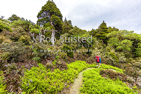 Tramper in the western Ruahine Ranges, on Deadmans Track, Whanahuia Range. Bushline track through sub-apline scrub, leatherwood and cedar kaikawaka (Libocedrus bidwillii) forest. Hiking, Ruahine Forest Park, Manawatu District, Manawatu-Wanganui Region, New Zealand (NZ)