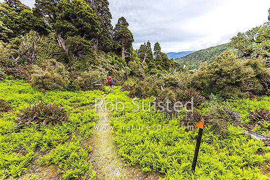 Tramper in the western Ruahine Ranges, on Deadmans Track, Whanahuia Range. Bushline track through sub-apline scrub, leatherwood and cedar kaikawaka (Libocedrus bidwillii) forest. Hiking, Ruahine Forest Park, Manawatu District, Manawatu-Wanganui Region, New Zealand (NZ)