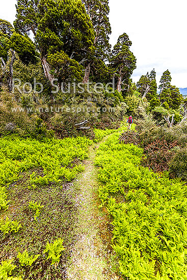 Tramper in the western Ruahine Ranges, on Deadmans Track, Whanahuia Range. Bushline track through sub-apline scrub, leatherwood and cedar kaikawaka (Libocedrus bidwillii) forest. Hiking, Ruahine Forest Park, Manawatu District, Manawatu-Wanganui Region, New Zealand (NZ)