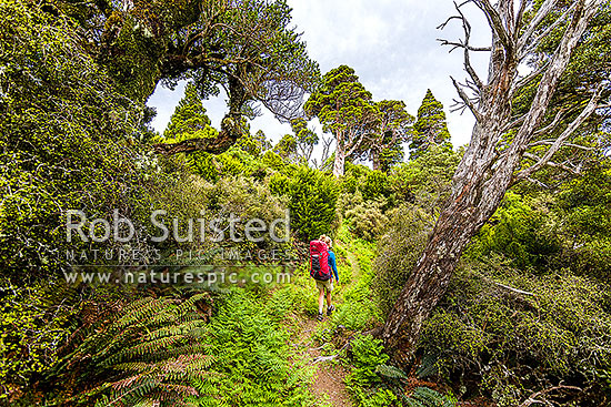 Tramper in the western Ruahine Ranges, on Deadmans Track, Whanahuia Range. Bushline track through sub-apline scrub, leatherwood and cedar kaikawaka (Libocedrus bidwillii) forest. Hiking, Ruahine Forest Park, Manawatu District, Manawatu-Wanganui Region, New Zealand (NZ)