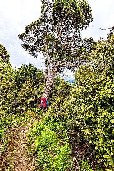 Tramper in the western Ruahine Ranges, on Deadmans Track, Whanahuia Range. Bushline track through sub-apline scrub, leatherwood and cedar kaikawaka (Libocedrus bidwillii) forest. Hiking, Ruahine Forest Park, Manawatu District, Manawatu-Wanganui Region, New Zealand (NZ)