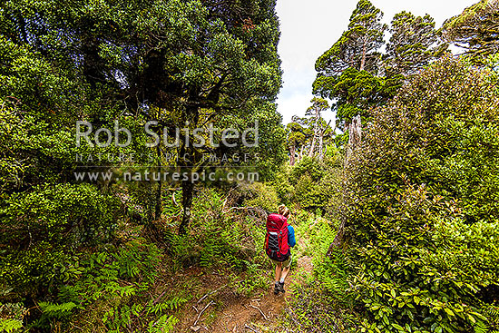 Tramper in the western Ruahine Ranges, on Deadmans Track, Whanahuia Range. Bushline track through sub-apline scrub, leatherwood and cedar kaikawaka (Libocedrus bidwillii) forest. Hiking, Ruahine Forest Park, Manawatu District, Manawatu-Wanganui Region, New Zealand (NZ)