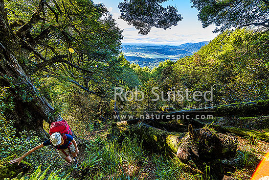 Tramper climbing forest hiking track onto the Whanahuia Range, western Ruahine Ranges. Kawhatau beyond. Hiking, Ruahine Forest Park, Manawatu District, Manawatu-Wanganui Region, New Zealand (NZ)