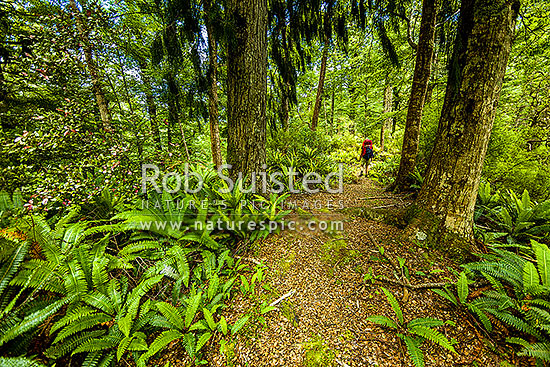 Tramper hiking along a track through mixed beech podocarp forest in the western Ruahines foothills, carrying a pack, between trees and crown fern undergrowth, Ruahine Forest Park, Manawatu District, Manawatu-Wanganui Region, New Zealand (NZ)