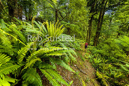 Ruahine Forest Park tramping track through mixed beech podocarp forest in the Whanahuia Range, with crown fern understory. Lone hiker, Ruahine Forest Park, Manawatu District, Manawatu-Wanganui Region, New Zealand (NZ)