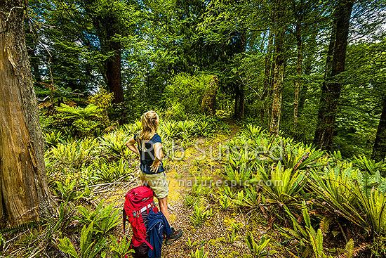 Tramper takes a break in the western Ruahines foothills of the Whanahuia Range. Mixed beech and pododcarp forest with crown fern understory, Ruahine Forest Park, Manawatu District, Manawatu-Wanganui Region, New Zealand (NZ)